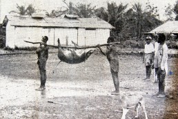 Tiere aus Kamerun im Zoo